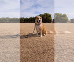 Small #7 American Staffordshire Terrier-Huskies  Mix