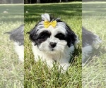 Small #8 Shih Tzu