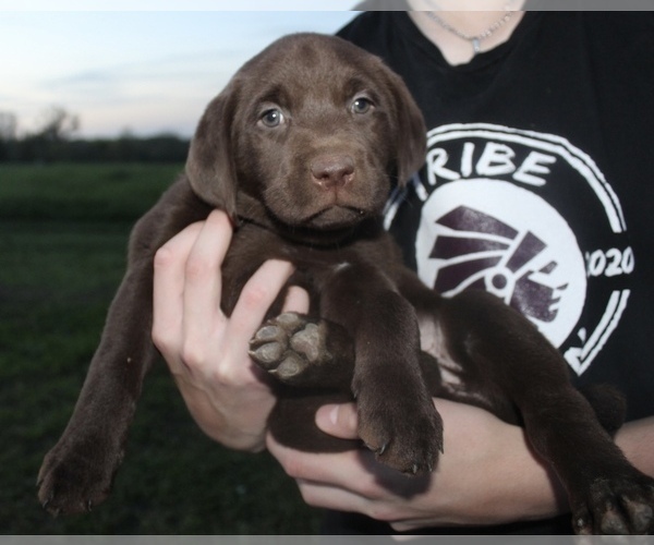 Medium Photo #2 Labrador Retriever Puppy For Sale in MANSFIELD, MO, USA