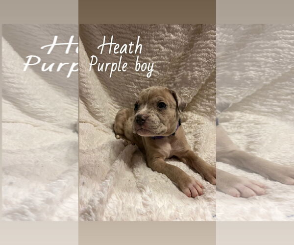 Medium Photo #1 Boxer-Unknown Mix Puppy For Sale in Holly Springs, NC, USA