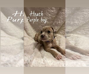 Boxer-Unknown Mix Dogs for adoption in Holly Springs, NC, USA