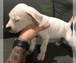 Small Photo #6 Dogo Argentino Puppy For Sale in BEAUMONT, CA, USA