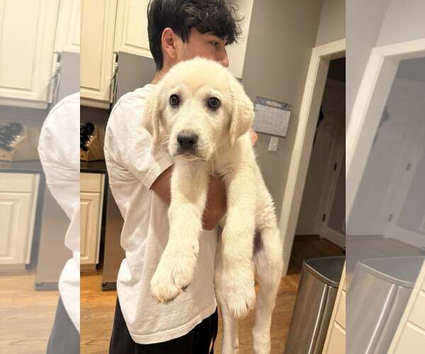 Medium Photo #5 Labrenees Puppy For Sale in Holly Springs, NC, USA