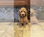 Puppy Trusty Goldendoodle