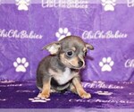 Small Photo #44 Chihuahua Puppy For Sale in CHARLESTON, AR, USA