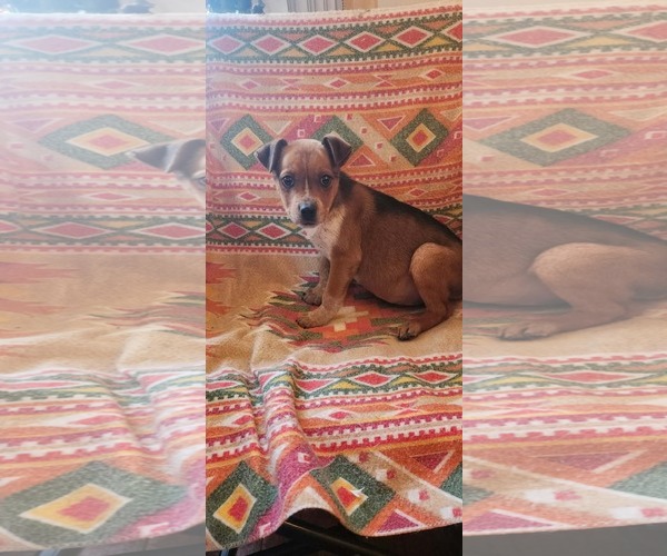 Medium Photo #1 Australian Shepherd-Unknown Mix Puppy For Sale in SHERBURNE, NY, USA