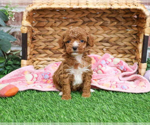 Medium Photo #7 Poodle (Miniature) Puppy For Sale in SYRACUSE, IN, USA