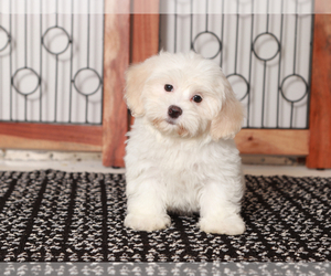 ShihPoo Puppy for sale in NAPLES, FL, USA