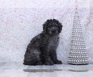Aussie-Poo Puppy for sale in MARIETTA, GA, USA