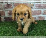 Small #12 Cavalier King Charles Spaniel