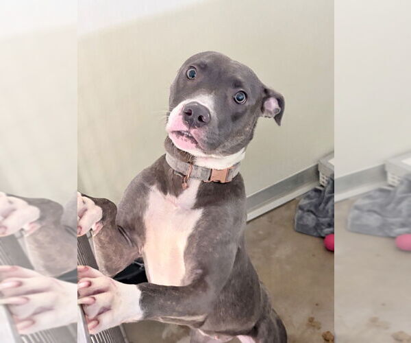 Medium Photo #2 American Staffordshire Terrier Puppy For Sale in Pierceton , IN, USA