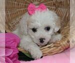 Puppy 2 Poodle (Toy)