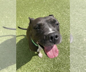 American Pit Bull Terrier-Unknown Mix Dogs for adoption in Derwood, MD, USA