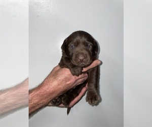 Labrador Retriever Puppy for sale in OSYKA, MS, USA