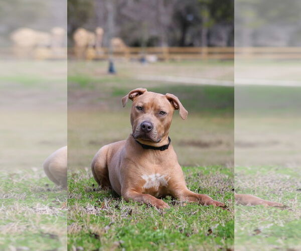 Medium Photo #7 Mutt Puppy For Sale in  Gainesville, FL, USA