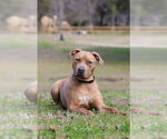 Small #6 Mutt