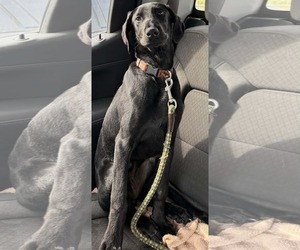 Labrador Retriever-Unknown Mix Dogs for adoption in Holly Springs, NC, USA