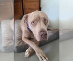 Small #1 American Pit Bull Terrier Mix