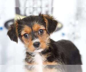 King Charles Yorkie Puppy for sale in BEL AIR, MD, USA