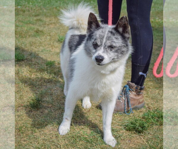 Medium Photo #4 Pomsky Puppy For Sale in Huntley, IL, USA