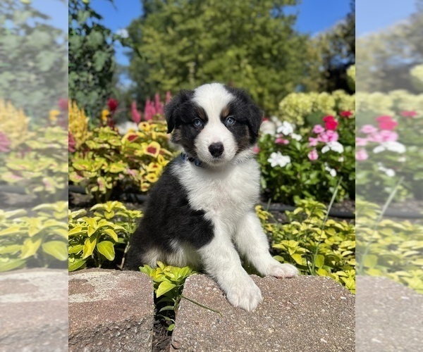 Medium Photo #4 Miniature Australian Shepherd Puppy For Sale in NOBLESVILLE, IN, USA