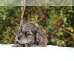Small #46 ShihPoo