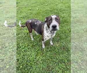 Oreo - Female American Staffordshire Terrier Dog for Adoption - Photo #2