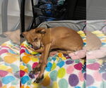 Small #3 Chihuahua Mix