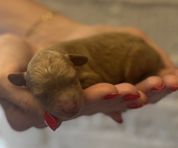 Medium Photo #1 Goldendoodle (Miniature) Puppy For Sale in SPOKANE, WA, USA