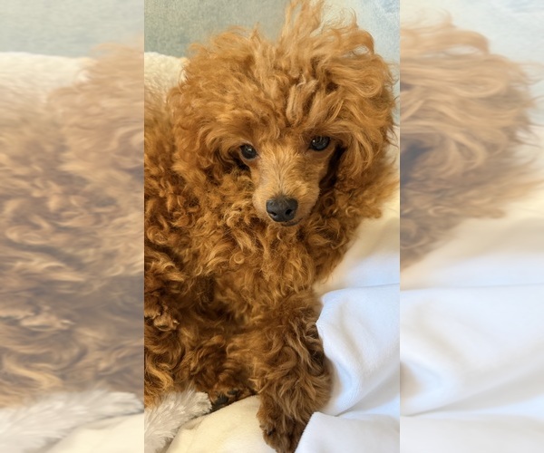 Medium Photo #1 Poodle (Toy) Puppy For Sale in VIRGINIA BEACH, VA, USA