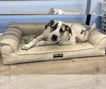 Small #3 Great Pyrenees Mix