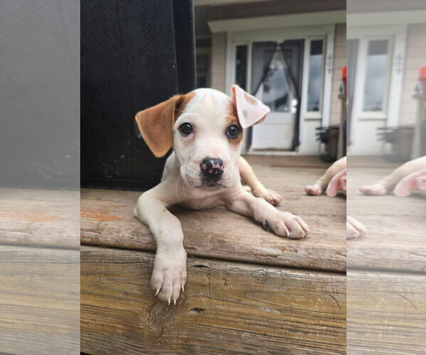 Medium Photo #3 Bullboxer Pit Puppy For Sale in Duluth, MN, USA