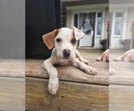 Small #2 Bullboxer Pit