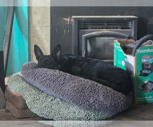 Onyx - Female German Shepherd Dog Dog for Adoption - Photo #3