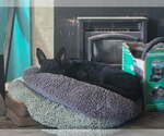 Small Photo #3 German Shepherd Dog Puppy For Sale in Phoenix, AZ, USA