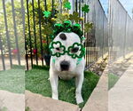 Small #10 American Staffordshire Terrier Mix