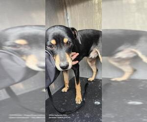 Mutt Dogs for adoption in San Antonio, TX, USA