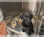 Small Labrador Retriever Mix