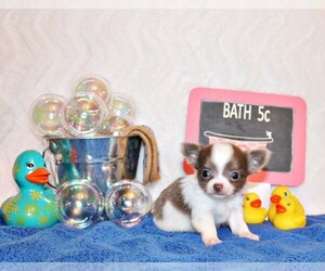Medium Chihuahua