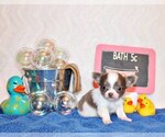 Puppy Victor Chihuahua