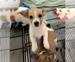 Small Photo #2 Mutt Puppy For Sale in Gilberts, IL, USA