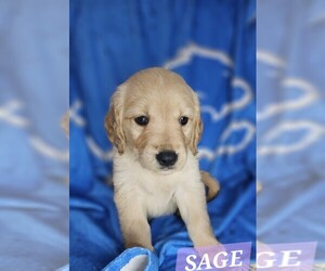 Golden Retriever Puppy for sale in DAVISON, MI, USA