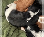 Small Photo #11 Cavapoo (Miniature) Puppy For Sale in SAINT FRANCIS, MN, USA