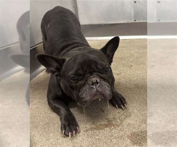 Medium Photo #1 French Bulldog Puppy For Sale in San Bernardino, CA, USA