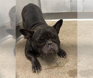 French Bulldog Dogs for adoption in San Bernardino, CA, USA