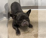 Small French Bulldog