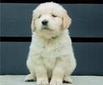 Puppy Dopey Yellow Golden Retriever