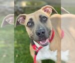 Small #1 American Pit Bull Terrier Mix