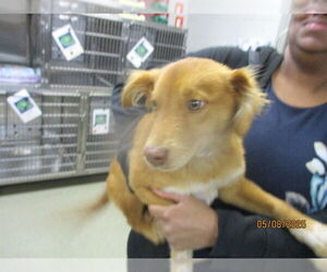 Australian Shepherd-Unknown Mix Dogs for adoption in Oklahoma City, OK, USA