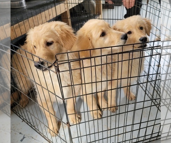 Medium Photo #1 Golden Retriever Puppy For Sale in HOLTON, MI, USA